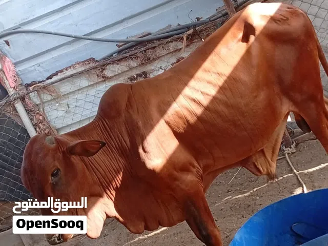 لي بيع الابقار الصومليه