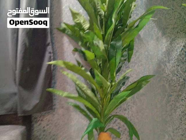 مزهرية مستعمله