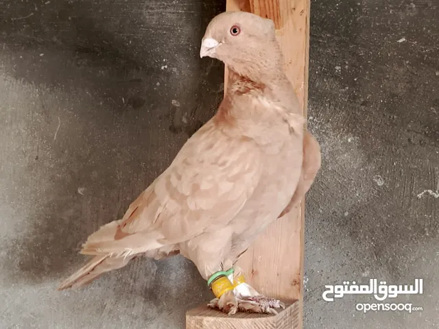جوز انجليزيات تحتهم بيض
