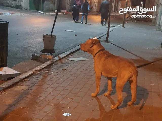 بيتبول حارس شخصي