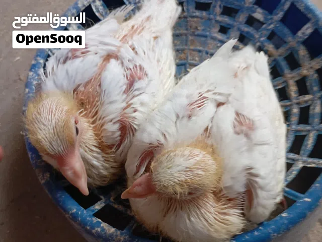 افراخ زواج متعلمات على الزق محجلات