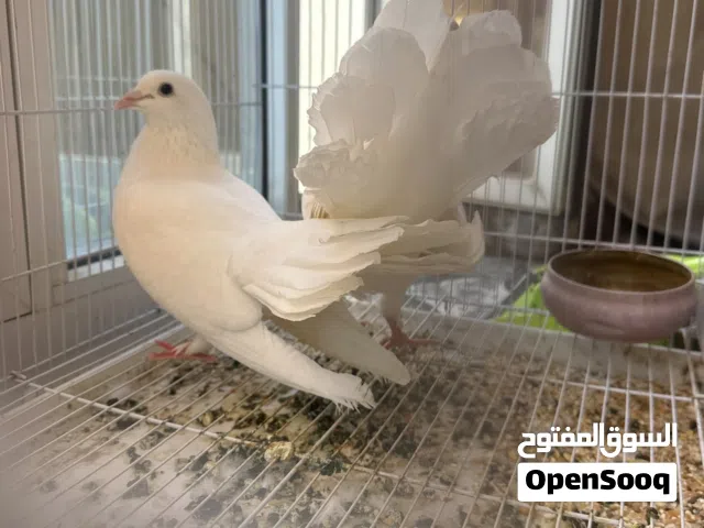 حمام شمسي  لون ابيض