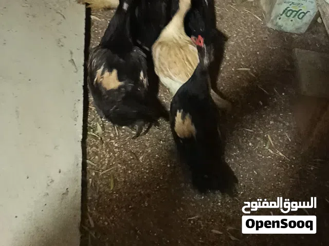 خمس أناتي وذكر شغلات