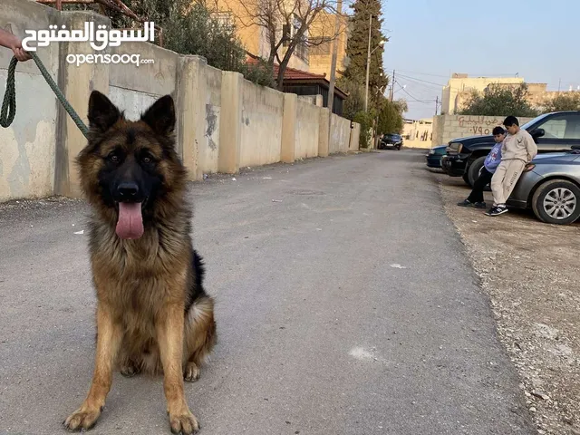 كلب جيرمان شيبرد