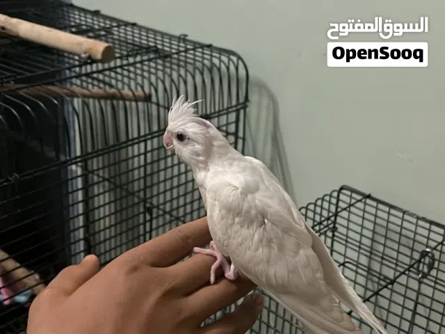 كوكتيل اليف