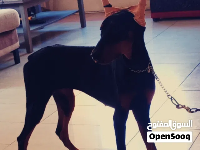 أناثي دوبرمان