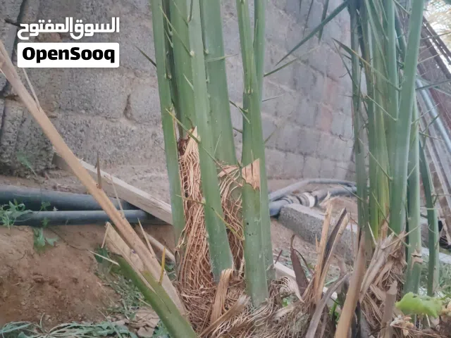 نخيل مدلوكي وشي خنيزي وشي خلاص وشي خصاب وشي خنيزي وشي بولارنجه السعر 6ريال لنخله الواحده