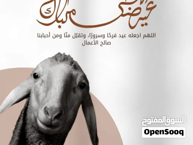 يوجد ذبح اضاحي في العيد