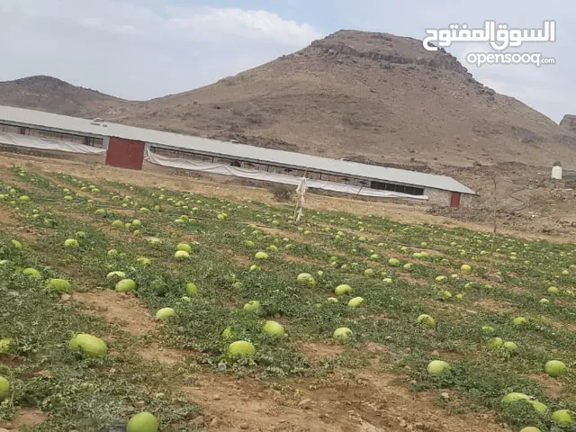 حبحب بجودته الطازجه