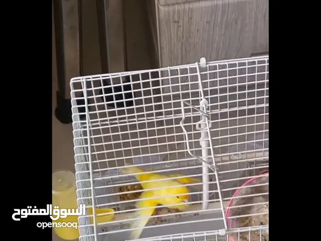 كناري سوري مغرد
