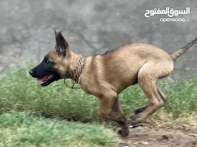 بلجم مالينو كلاسك