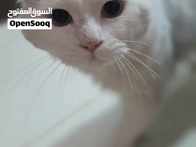 قطين للتبني