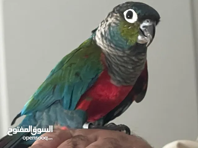 للبيع كنيور كريمسون اليف