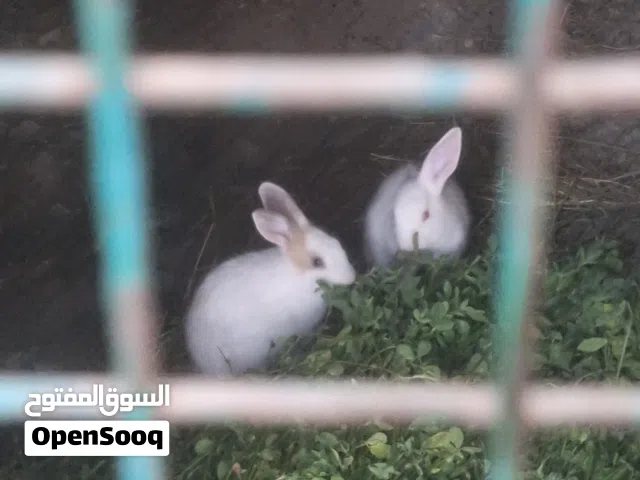 ارانب هجين عماني هولندي للبيع الحجم متوسط