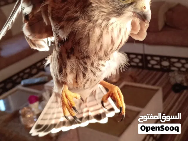 صقيري للبيع