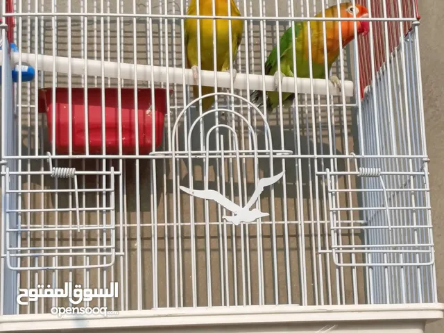زوج فيشر للبيع