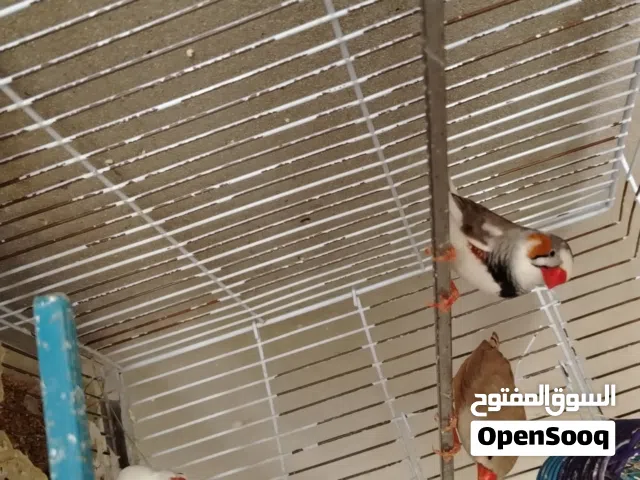 طيور زيبره البيع العداد3 دكر وزوز انتي