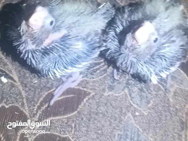 ببغاء كوكتيل فراخ