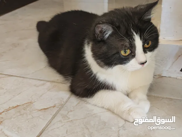 للتبني العمر 8