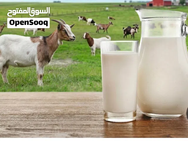 يوجد لدينا حليب ماعز طازج سعر الكيلو نصف دينار فقط يوجد خدمة التوصيل