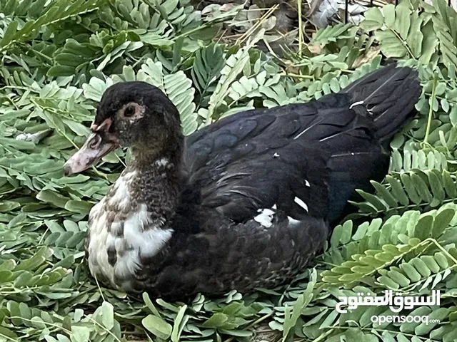 Muscovy ducks available now