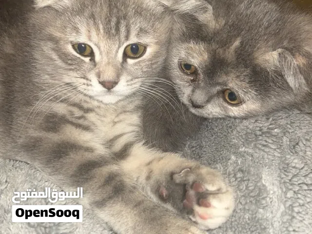 قطة انثى سكوتش فولد العمر 3 اشهر