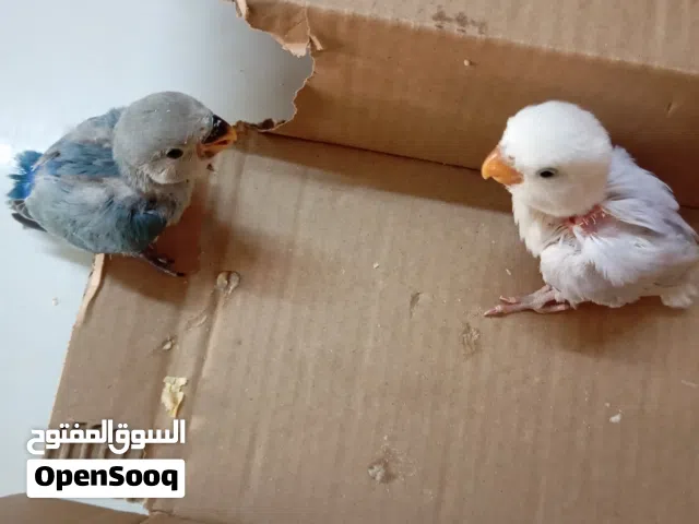فروخ روز اليفين جدا جدا جدا جدا جدا جدا جدا جدا جدا