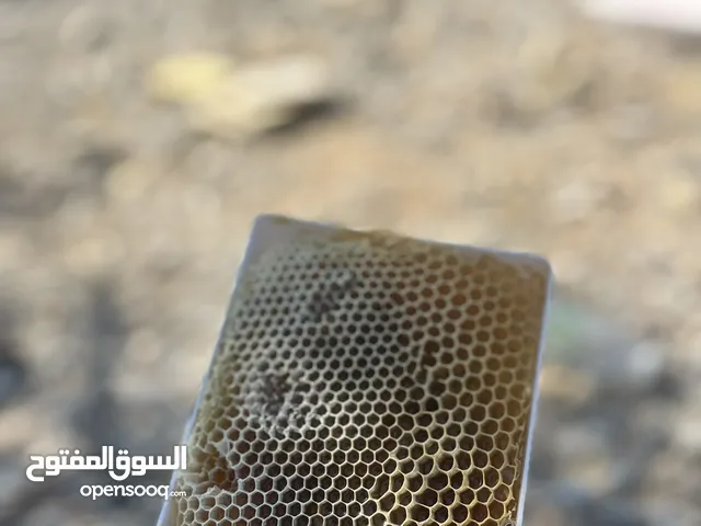 عسل سدر ب الشمع الطبيعي