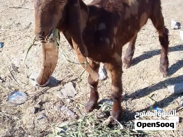 فحل افغاني للبيع