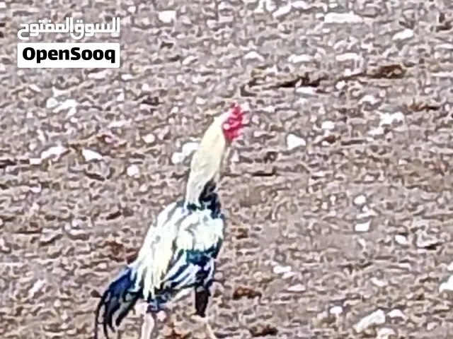 ديك باكستاني اصيل