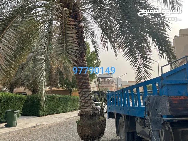 زراعت النخیل الهوازی فی دولت الکویت
