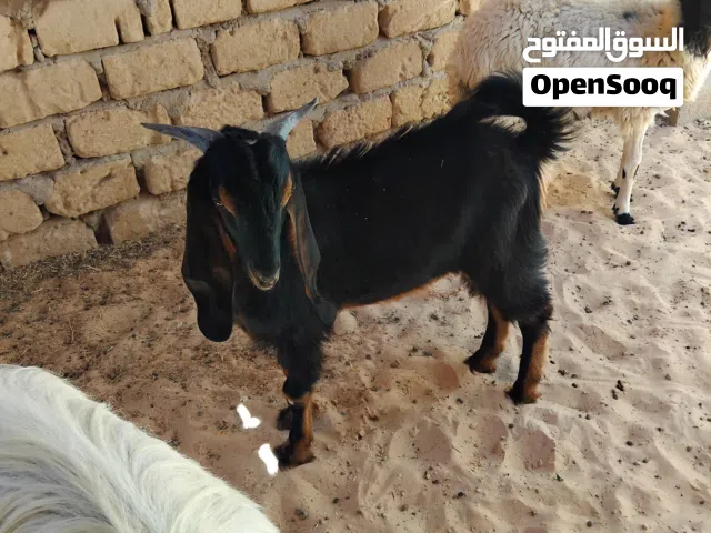 بسم الله توكلنا على الله جدي للبيع عمره حوالي سبعة شهور هجين عالقبرصي ميزان مشاء الله