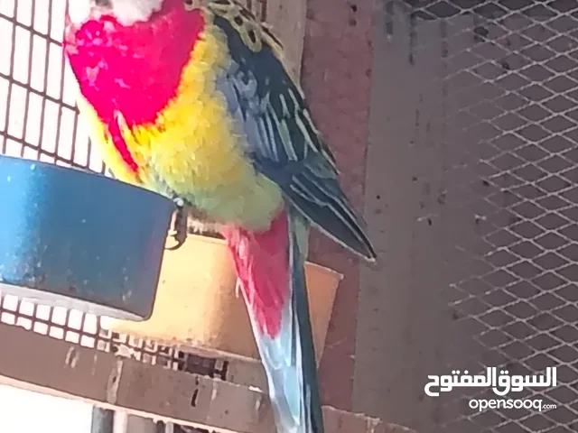 ببغاء روزيلا