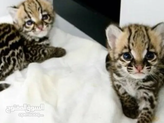 Lovely Ocelot Cats, Male And Females