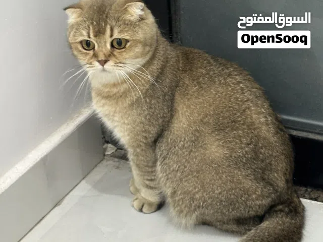 اناث منتجات للبيع لأصحاب انتاج