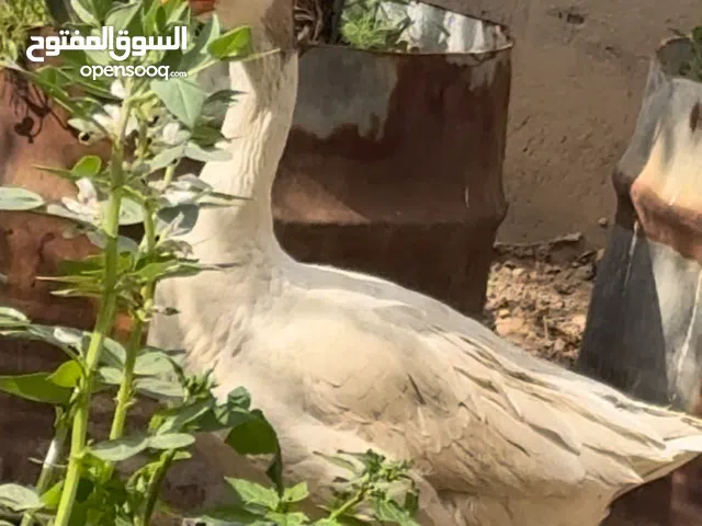 بطة عدد 1 تبيض وذكر عدد 2