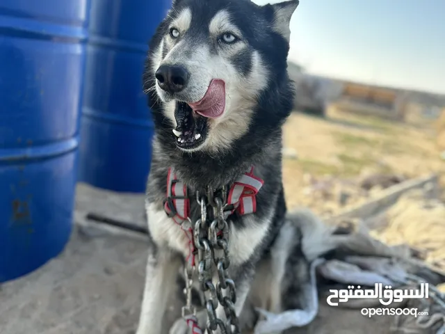 انثى كلب هاسكي للبيع العمر سنتين 2