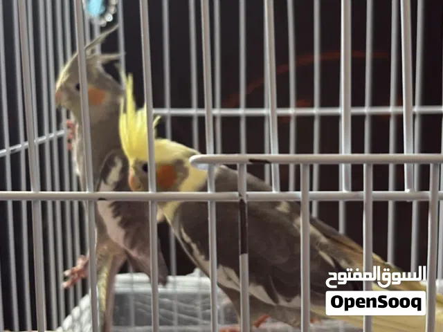 عصفورين كوكتيل مع قفص كبير بصحة ممتازة وجاهزين