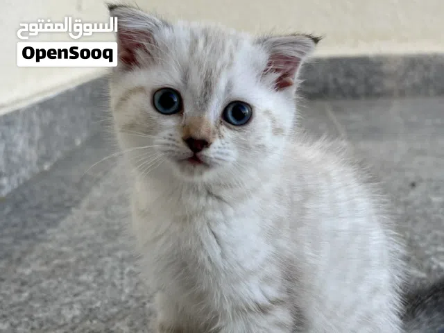 Small kittens for sale 3 month