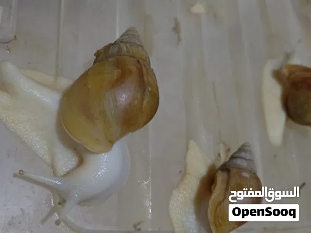 حلزون للبيع