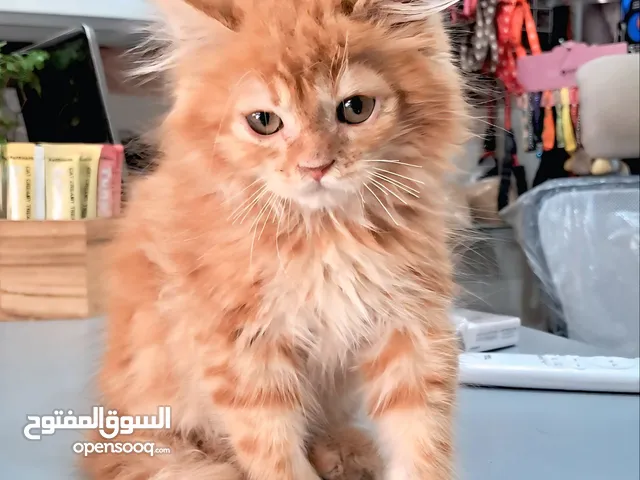 Not just cute... I’m British Orange – classy with a twist!