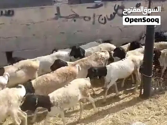 وصول دفعه جديده من الحلال المطعوم لدى مزرعه الجبيبيه