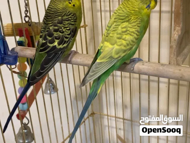 للبيع طيور حب اثنين مع قفص كبير واكسسوارات