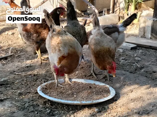 دجاج بلدي نخب بياض للبيع الموقع دير علا مطلوب 8 دنانير بالوحده