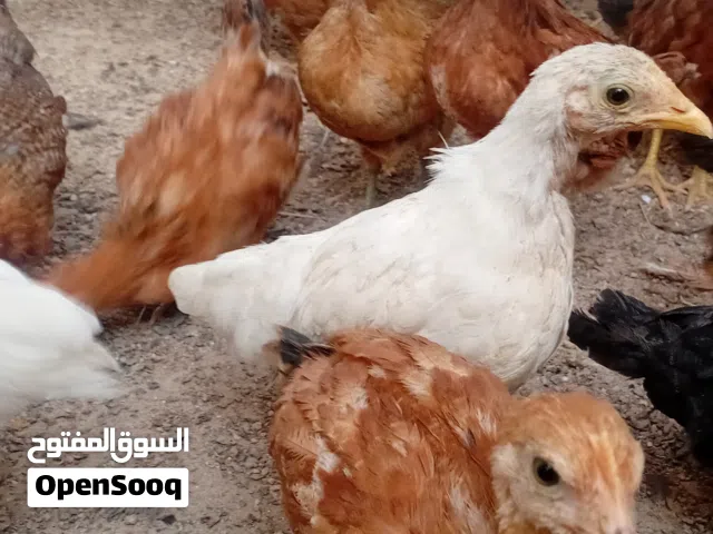 للبيع دجاج الفيومي/الساسو يتحمل الأجواء الحارة وإنتاجية عالية