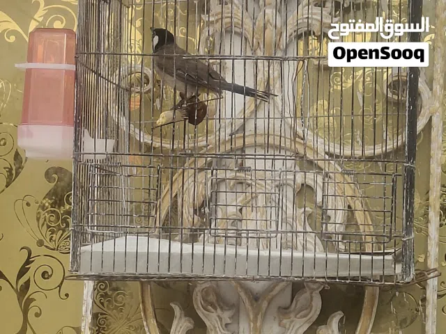 بلبل للبيع صيد مال البرجسيه