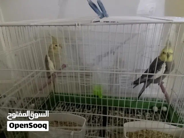 اقرا الوصف