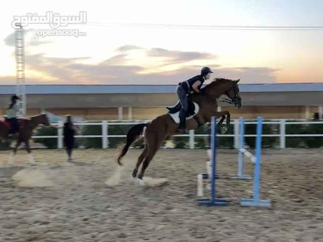 Jumping horse. Gelding