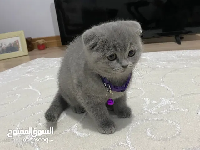 مطلوب قطه سكوتش فولد لشراء او تبني بسعر مناسب