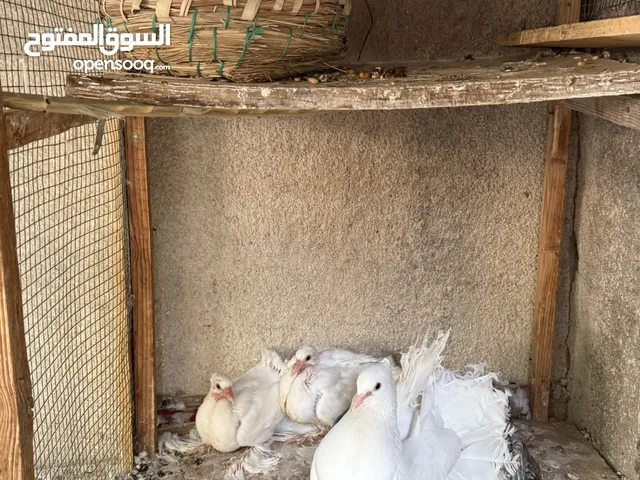 زوج عرايس أمريكيات هنه وافراخهن وعلى وجه بياض كسره ورعشه طيور نضاف مال بيت